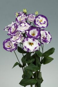 cocc81pia-de-eustoma-aube-3-blue-picotee-200x300-1